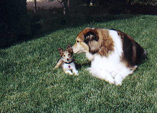 Lucas with Buddy on the front lawn